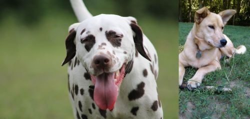 Dalmatian vs Carolina Dog - Breed Comparison