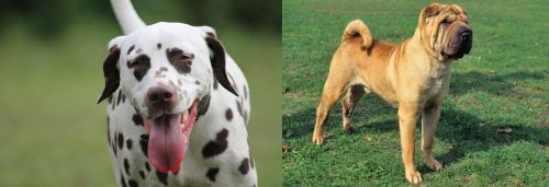 Dalmatian vs Chinese Shar Pei - Breed Comparison