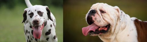 Dalmatian vs English Bulldog - Breed Comparison