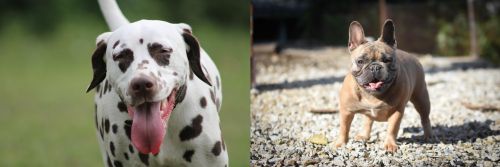 Dalmatian vs French Bulldog - Breed Comparison