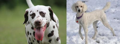 Dalmatian vs Poodle - Breed Comparison