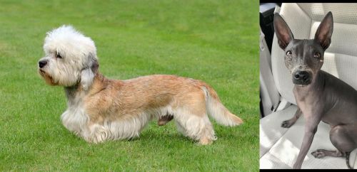 Dandie Dinmont Terrier vs American Hairless Terrier - Breed Comparison