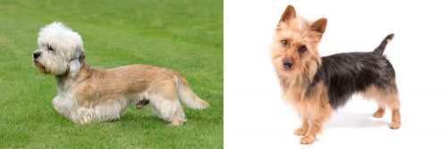 Dandie Dinmont Terrier vs Australian Terrier