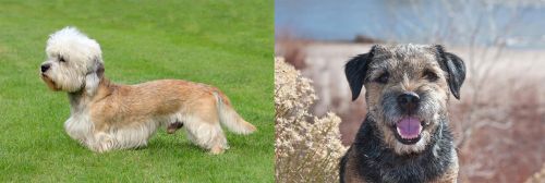 Dandie Dinmont Terrier vs Border Terrier