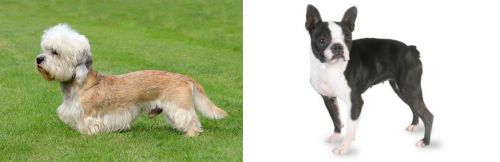 Dandie Dinmont Terrier vs Boston Terrier - Breed Comparison