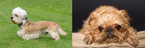 Dandie Dinmont Terrier vs Brug - Breed Comparison