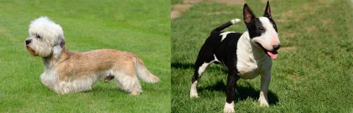 Dandie Dinmont Terrier vs Bull Terrier Miniature - Breed Comparison