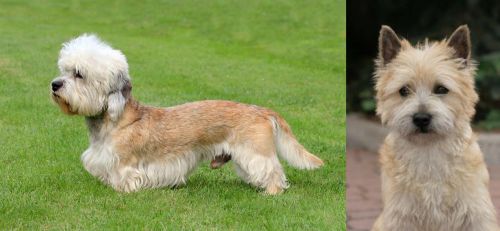 Dandie Dinmont Terrier vs Cairn Terrier