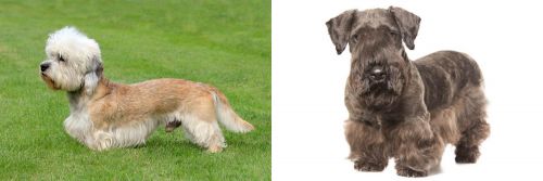 Dandie Dinmont Terrier vs Cesky Terrier - Breed Comparison