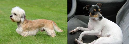 Dandie Dinmont Terrier vs Chilean Fox Terrier - Breed Comparison