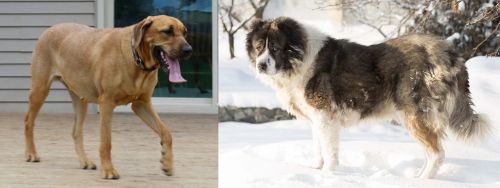 Danish Broholmer vs Caucasian Shepherd - Breed Comparison
