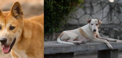 Dingo vs Askal - Breed Comparison