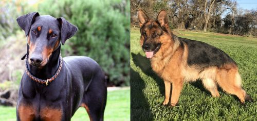 Doberman Pinscher vs German Shepherd - Breed Comparison