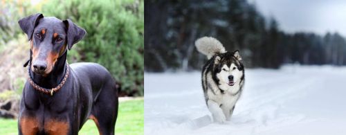 Doberman Pinscher vs Siberian Husky - Breed Comparison