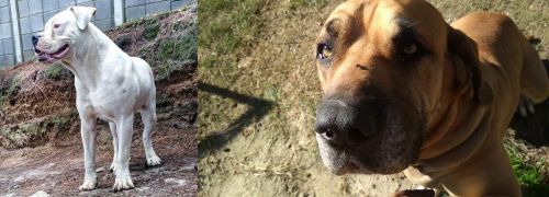 Dogo Guatemalteco vs Cabecudo Boiadeiro - Breed Comparison