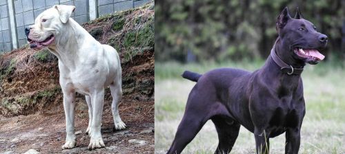 Dogo Guatemalteco vs Canis Panther - Breed Comparison