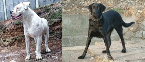 Dogo Guatemalteco vs Cao de Castro Laboreiro - Breed Comparison