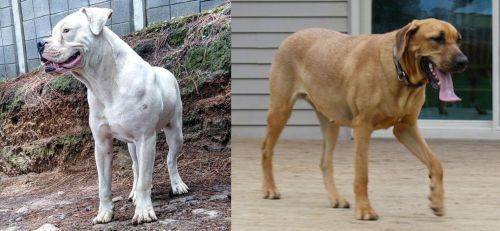 Dogo Guatemalteco vs Danish Broholmer - Breed Comparison