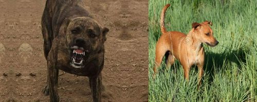 Dogo Sardesco vs Africanis - Breed Comparison