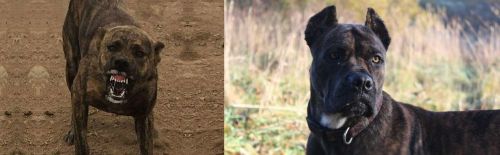 Dogo Sardesco vs Alano Espanol - Breed Comparison