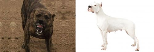 Dogo Sardesco vs Argentine Dogo - Breed Comparison