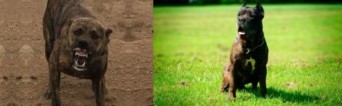 Dogo Sardesco vs Bandog - Breed Comparison