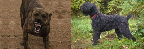 Dogo Sardesco vs Black Russian Terrier - Breed Comparison