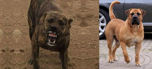 Dogo Sardesco vs Boerboel - Breed Comparison
