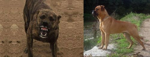 Dogo Sardesco vs Bullmastiff