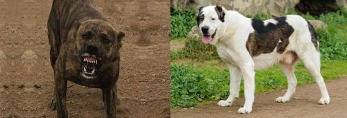 Dogo Sardesco vs Central Asian Shepherd