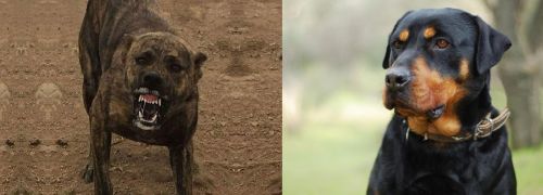 Dogo Sardesco vs Rottweiler