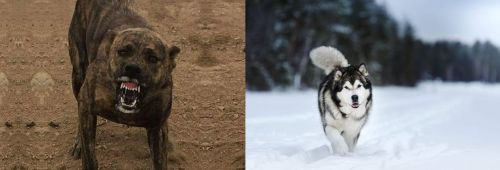 Dogo Sardesco vs Siberian Husky