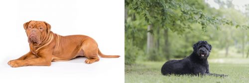 Dogue De Bordeaux vs Bouvier des Flandres - Breed Comparison