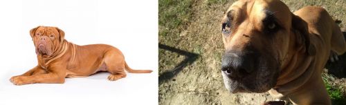 Dogue De Bordeaux vs Cabecudo Boiadeiro - Breed Comparison