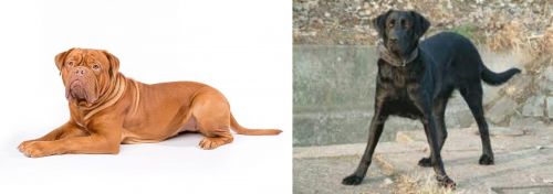 Dogue De Bordeaux vs Cao de Castro Laboreiro - Breed Comparison