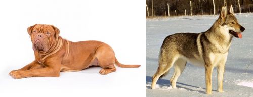 Dogue De Bordeaux vs Czechoslovakian Wolfdog - Breed Comparison