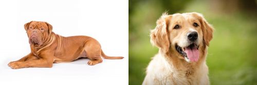 Dogue De Bordeaux vs Golden Retriever - Breed Comparison