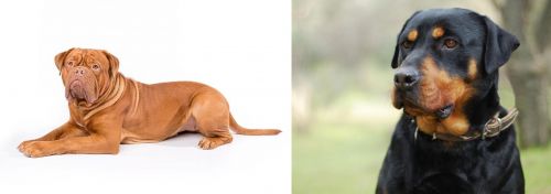 Dogue De Bordeaux vs Rottweiler - Breed Comparison