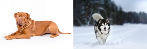Dogue De Bordeaux vs Siberian Husky - Breed Comparison