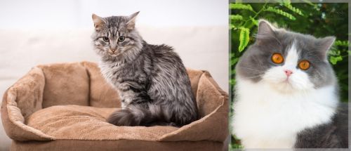 Domestic Mediumhair vs British Longhair - Breed Comparison