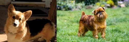 Dorgi vs Belgian Griffon - Breed Comparison