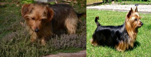 Dorkie vs Australian Silky Terrier