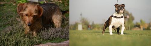 Dorkie vs Bantam Bulldog - Breed Comparison