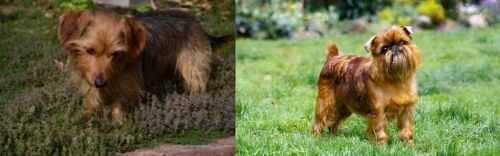 Dorkie vs Belgian Griffon - Breed Comparison