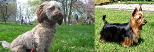 Doxiepoo vs Australian Silky Terrier