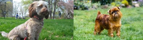 Doxiepoo vs Belgian Griffon - Breed Comparison