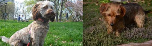 Doxiepoo vs Dorkie - Breed Comparison