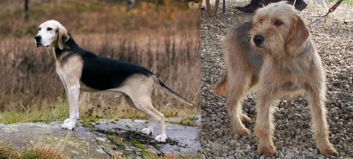 Dunker vs Bosnian Coarse-Haired Hound - Breed Comparison