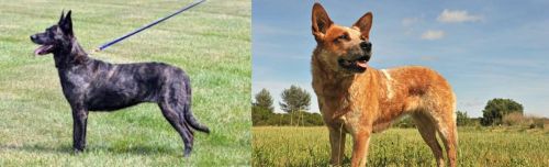 Dutch Shepherd vs Australian Red Heeler - Breed Comparison