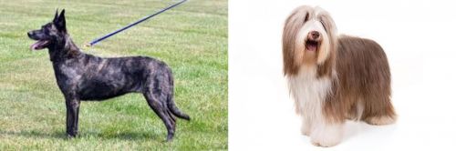 Dutch Shepherd vs Bearded Collie - Breed Comparison